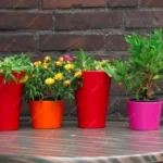 Plastic Pots