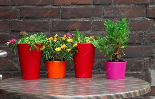 Plastic Pots