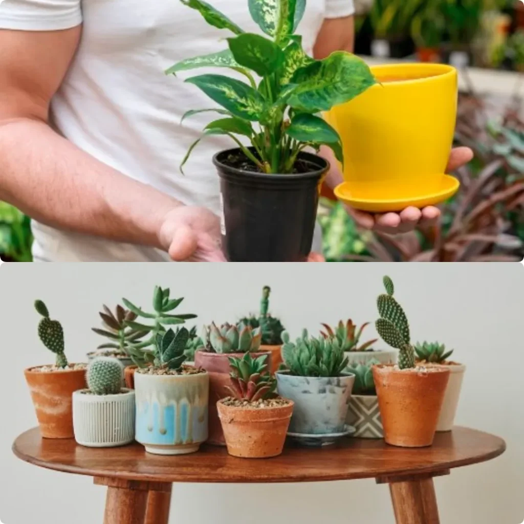 Types of Plastic Pots for Plants