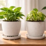 Two indoor plants in pots on a wooden table, one healthy with drainage holes and one overwatered without drainage