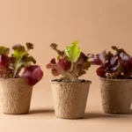 eco friendly flower pots