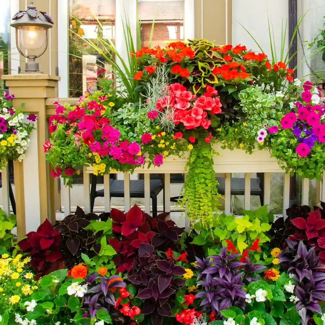 Home flower garden with vibrant, colorful, and fragrant blooms in pots and garden beds, ideal for indoor, balcony, and backyard gardening.