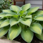 gardening with hostas at home for beginners