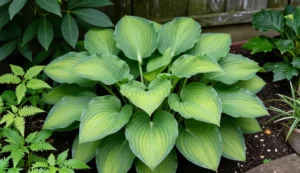 healthy hosta plants in a shaded home garden for beginners