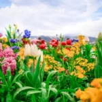 Colorful spring flower garden with tulips, marigolds, and blooming plants under a bright sky