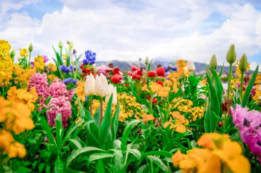 Colorful spring flower garden with tulips, marigolds, and blooming plants under a bright sky