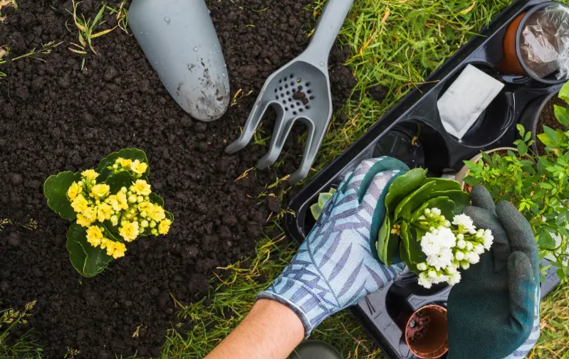 Hands wearing gardening gloves planting small flowers in soil with tools nearby
