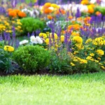 Flower Gardening for Beginners Step by Step Guide to Growing Flowers