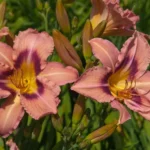 Smart gardening with healthy green plants growing in a home garden