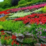 "Colorful flowers in a beginner-friendly garden