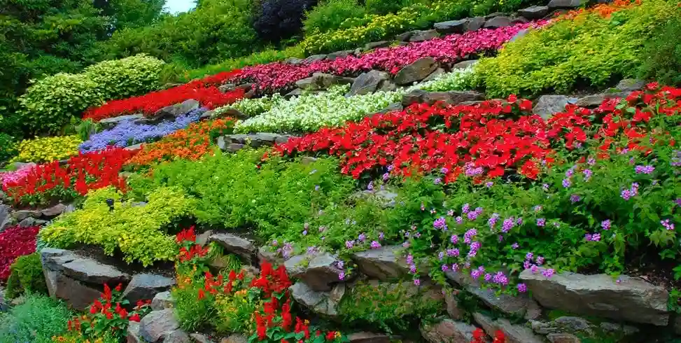"Colorful flowers in a beginner-friendly garden