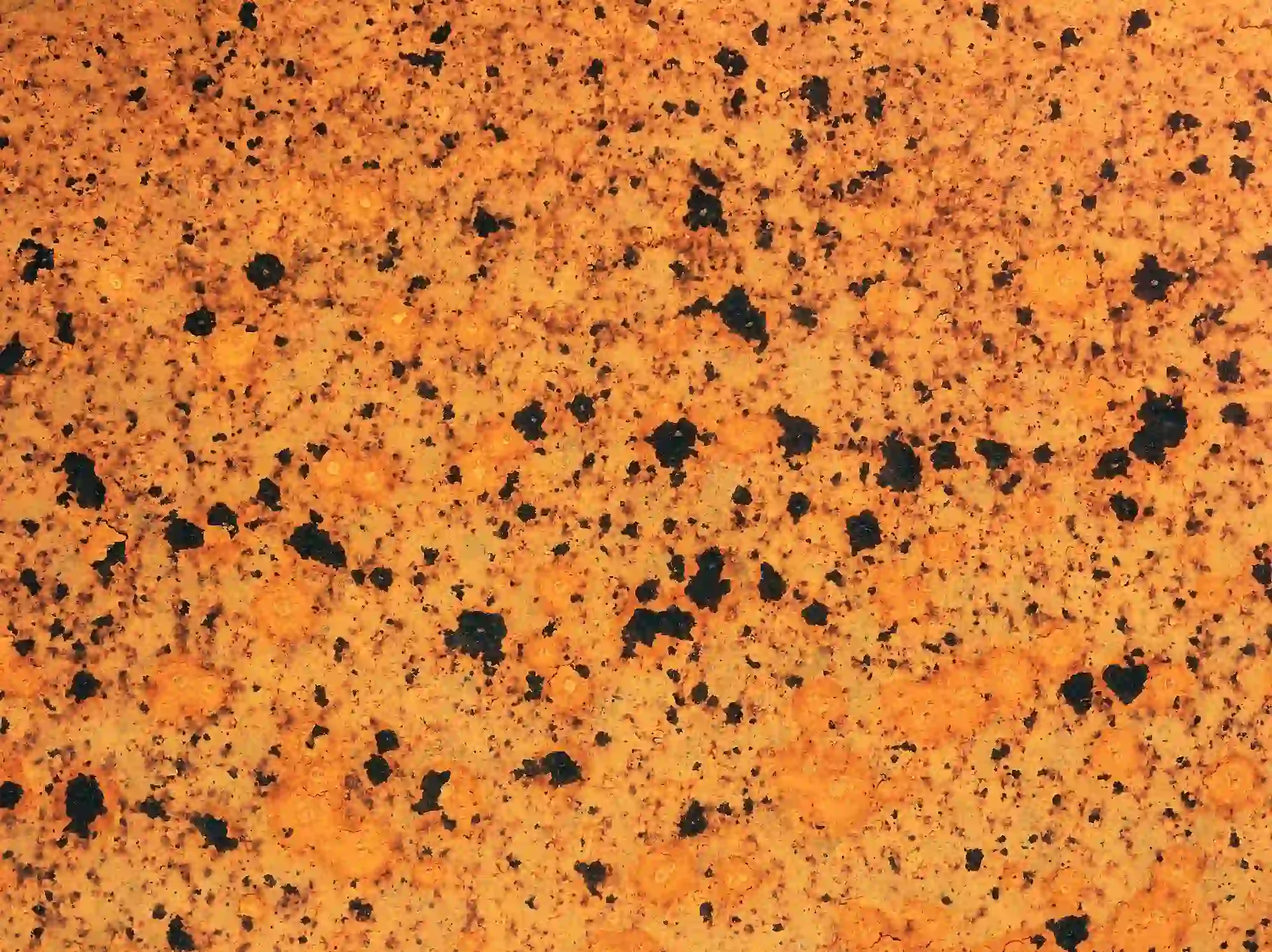 close-up of natural cork material showing characteristic cellular texture and warm orange tones
