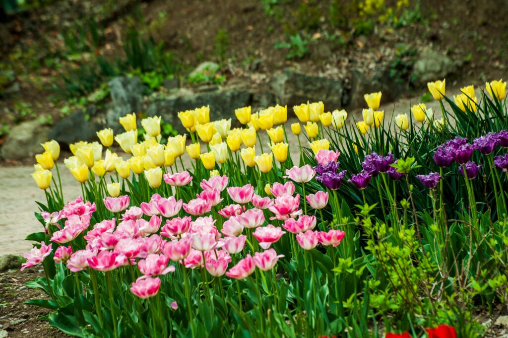 Gardening for Newbies: Complete Beginner’s Guide to Start Today