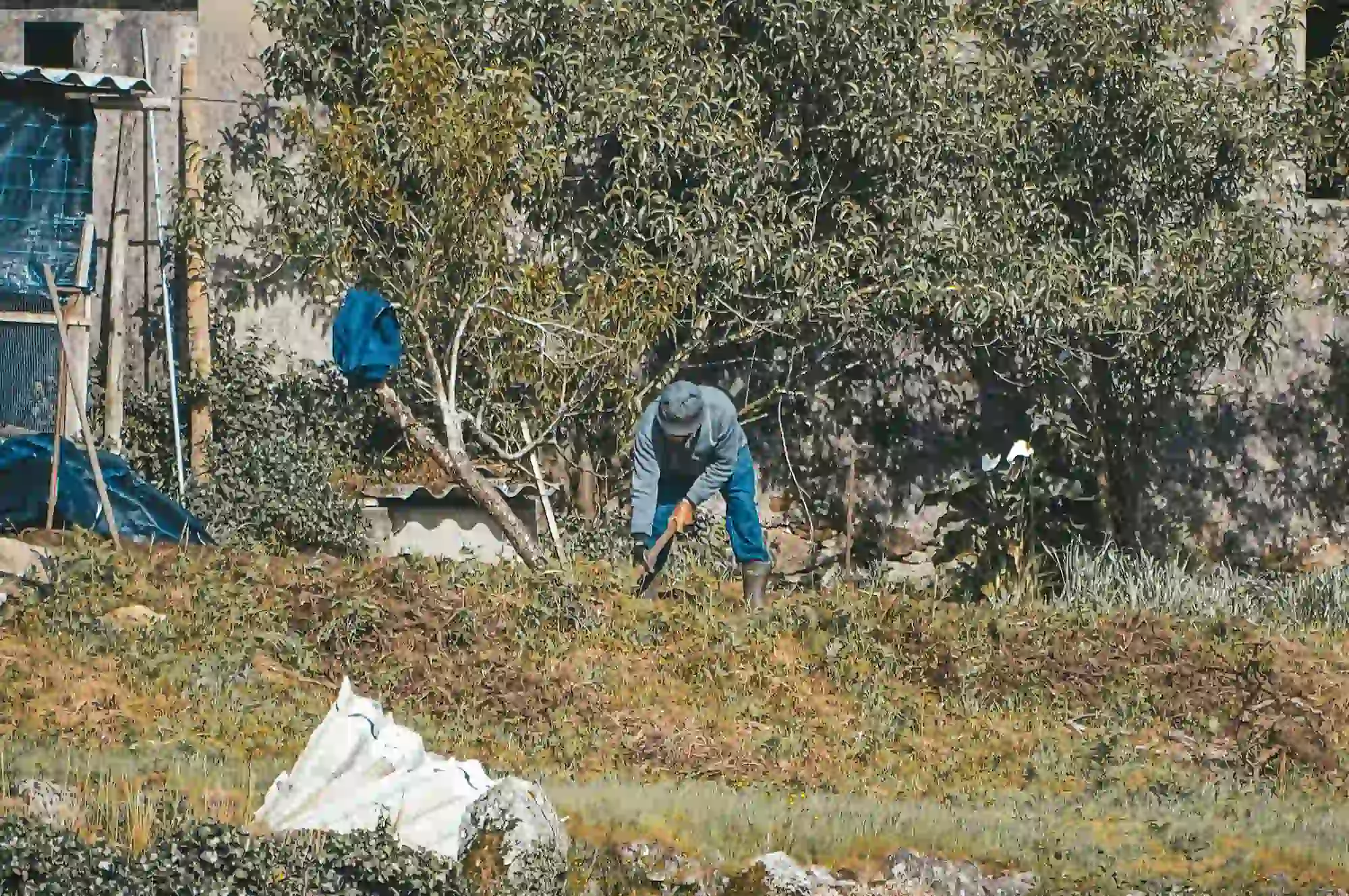 cork oak tree bark being harvested in Portugal without cutting the tree